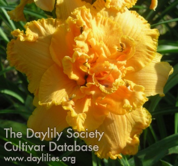 Daylily Spacecoast Double Vision